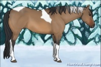 Horse Color:Bay Dun Tobiano 