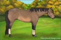 Horse Color:Buckskin 