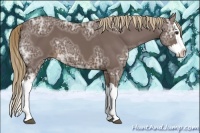 Horse Color:Liver Chestnut Ice Splash 