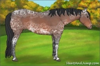 Horse Color:Bay Ice 