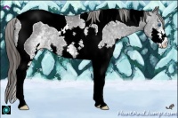Horse Color:White Spotted Black Splash Tobiano Appaloosa Rabicano