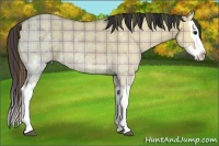 Horse Color:Plaid Bay Ice Dun Splash Rabicano