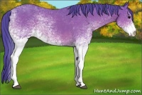 Horse Color:Watercolor White Spotted Bay Rabicano 
