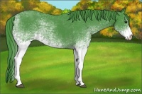 Horse Color:Watercolor White Spotted Black 