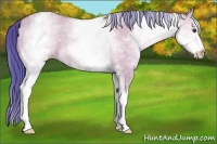 Horse Color:Watercolor White Spotted Bay Dun 