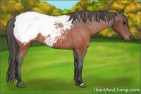 Horse Color:Brown Appaloosa 