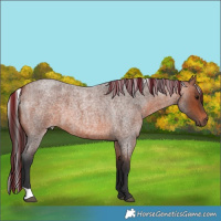 Horse Color:Bay Roan 