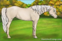 Horse Color:Silver Buckskin Pearl
