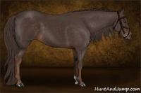 Horse Color:Liver Chestnut 
