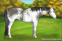 Horse Color:White Spotted Grullo 