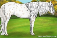 Horse Color:Palomino Pearl Sabino Appaloosa Rabicano 