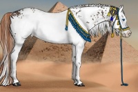Horse Color:White Spotted Liver Chestnut Splash Rabicano 