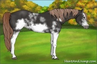 Horse Color:White Spotted Liver Chestnut Frame 