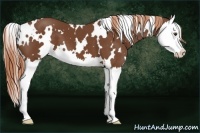 Horse Color:White Spotted Chestnut Splash 