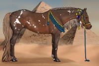Horse Color:White Spotted Liver Chestnut Rabicano