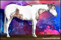 Horse Color:White Spotted Bay Tobiano 
