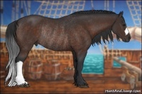 Horse Color:Bay Rabicano 