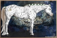 Horse Color:Smoky Black Appaloosa 