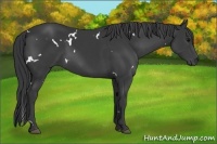 Horse Color:White Spotted Black Rabicano 