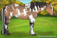 Horse Color:White Spotted Buckskin Rabicano