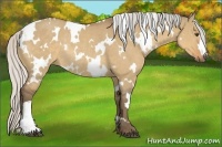 Horse Color:White Spotted Silver Buckskin Dun Rabicano 