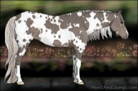 Horse Color:White Spotted Silver Black