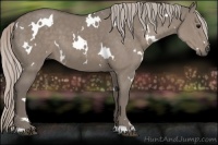 Horse Color:White Spotted Silver Grullo