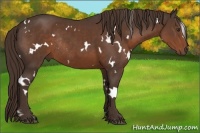 Horse Color:White Spotted Liver Chestnut Rabicano 