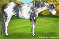 Horse Color:White Spotted Black 