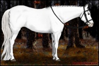 Horse Color:Silver Grullo Sabino Appaloosa Rabicano