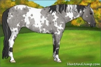 Horse Color:White Spotted Grullo Roan Rabicano