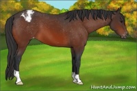 Horse Color:Bay Appaloosa