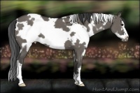 Horse Color:White Spotted Smoky Grullo Frame 