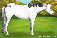 Horse Color:White Spotted Smoky Black Splash Frame 