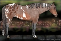 Horse Color:White Spotted Bay Appaloosa