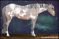Horse Color:White Spotted Bay Appaloosa