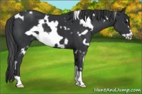 Horse Color:White Spotted Black Frame 