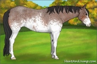 Horse Color:White Spotted Bay Roan