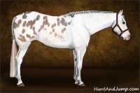 Horse Color:Buckskin Appaloosa 