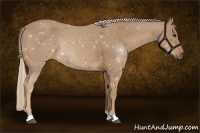 Horse Color:Palomino 