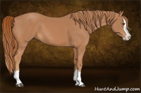 Horse Color:Chestnut Splash 