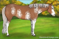Horse Color:White Spotted Silver Bay Splash 