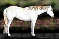 Horse Color:White Spotted Gold Champagne Ice Pearl Splash