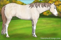 Horse Color:Amber Champagne Ice Roan Splash Appaloosa Rabicano