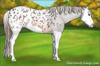 Horse Color:Brown Splash Appaloosa 