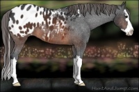 Horse Color:Brown Sabino Splash Appaloosa 