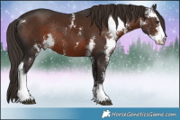 Horse Color:Liver Chestnut Sabino Rabicano 