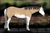 Horse Color:Buckskin Splash 