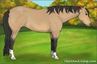 Horse Color:Buckskin
