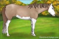 Horse Color:Black Pearl Splash